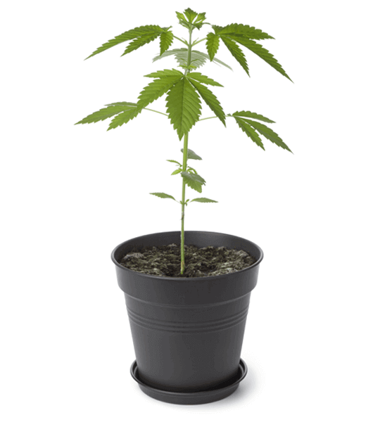 marijuana flower